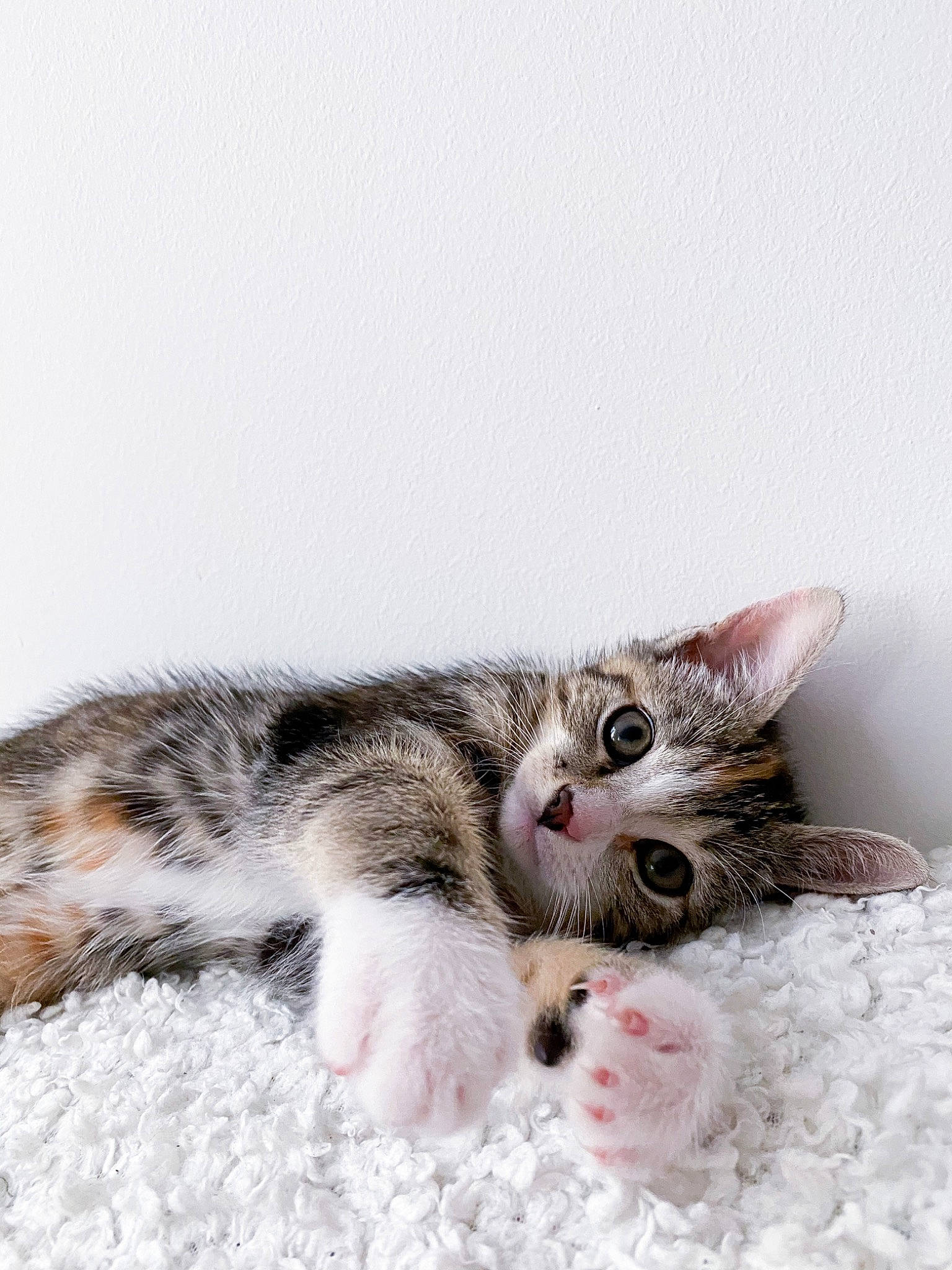 Izïa participe au concours pour gagner de l'argent avec cette photo : aegean_cat, american_shorthair, american_wirehair, asian, carnivore, cat, domestic_short_haired_cat, dragon_li, european_shorthair, felidae, fur, kitten, mammal, norwegian_forest_cat, paw, polydactyl_cat, small_to_medium_sized_cats, snout, tabby_cat, whiskers