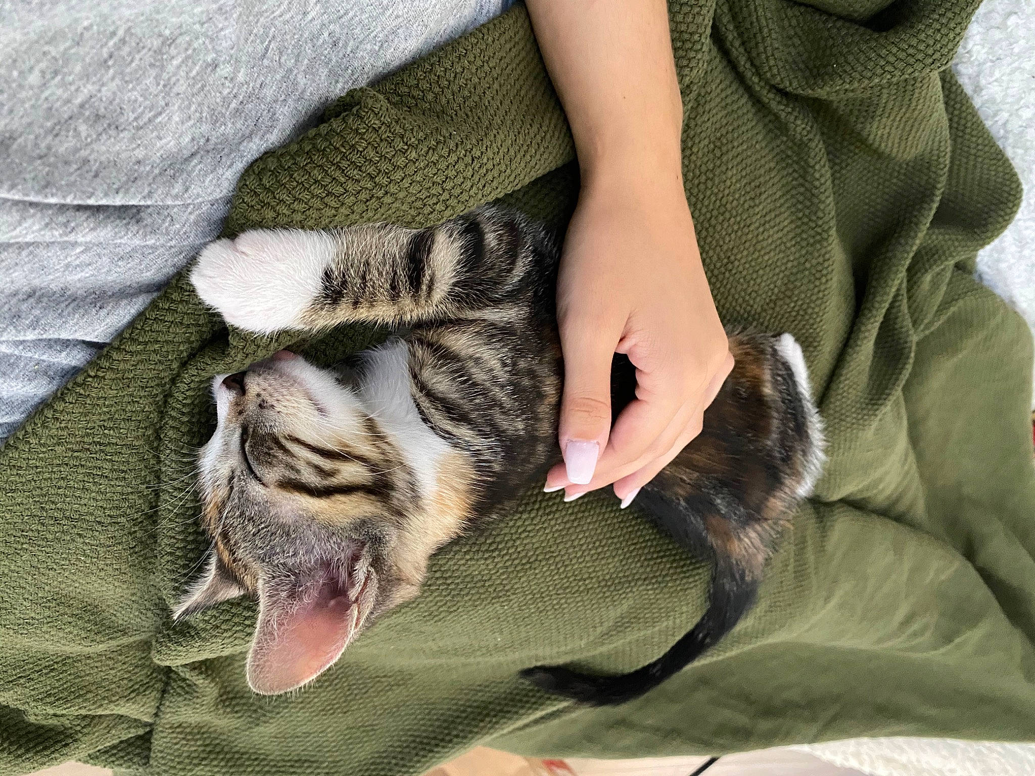 Izïa a rejoint le concours — aidez-le/la à gagner de superbes lots ! american_shorthair, carnivore, cat, claw, comfort, domestic_short_haired_cat, dragon_li, ear, european_shorthair, felidae, fur, hand, kitten, nap, pixie_bob, singapura, sleep, small_to_medium_sized_cats, tabby_cat, whiskers