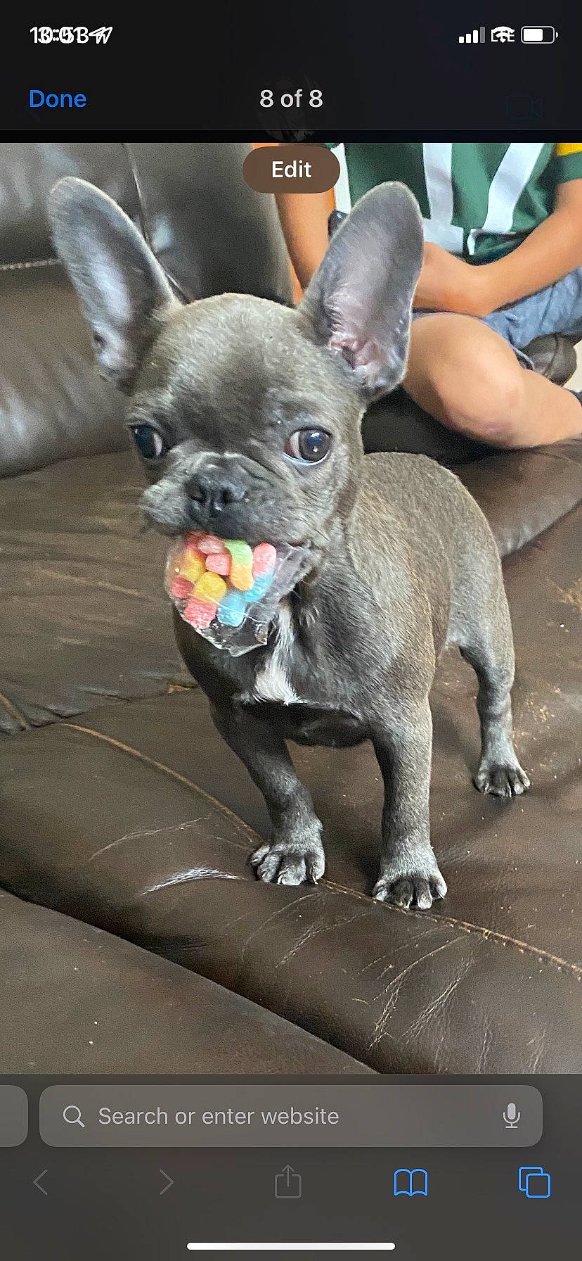 Jasmine joined the competition — help win amazing prizes! canidae, carnivore, collar, companion_dog, dog, dog_breed, dog_collar, ear, fawn, fur, mammal, puppy, shorts, snout, sporting_group, terrestrial_animal, toy_dog, vertebrate, whiskers, working_animal