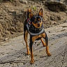 Roman joined the competition — help win amazing prizes! dog, small_dog, terrier, outdoor, rocky_ground, harness, alert, pet, animal, standing, curious, nature, sunlight, ears_up, black_and_tan, canine, close_up, walking, ground, daylight