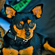 Roman joined the competition — help win amazing prizes! dog, pet, close_up, black_and_tan, alert, ears, collar, animal, cute, portrait, indoor, cushion, pattern, furniture, domestic_animal, canine, fur, whiskers, face, expression