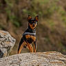 Roman is registered to the contest to win money with this photo: dog, outdoor, rock, nature, animal, pet, small_dog, black_and_tan, standing, confident, collar, wildlife, field, mammal, alert, fur, ears_up, daylight, scenic, landscape