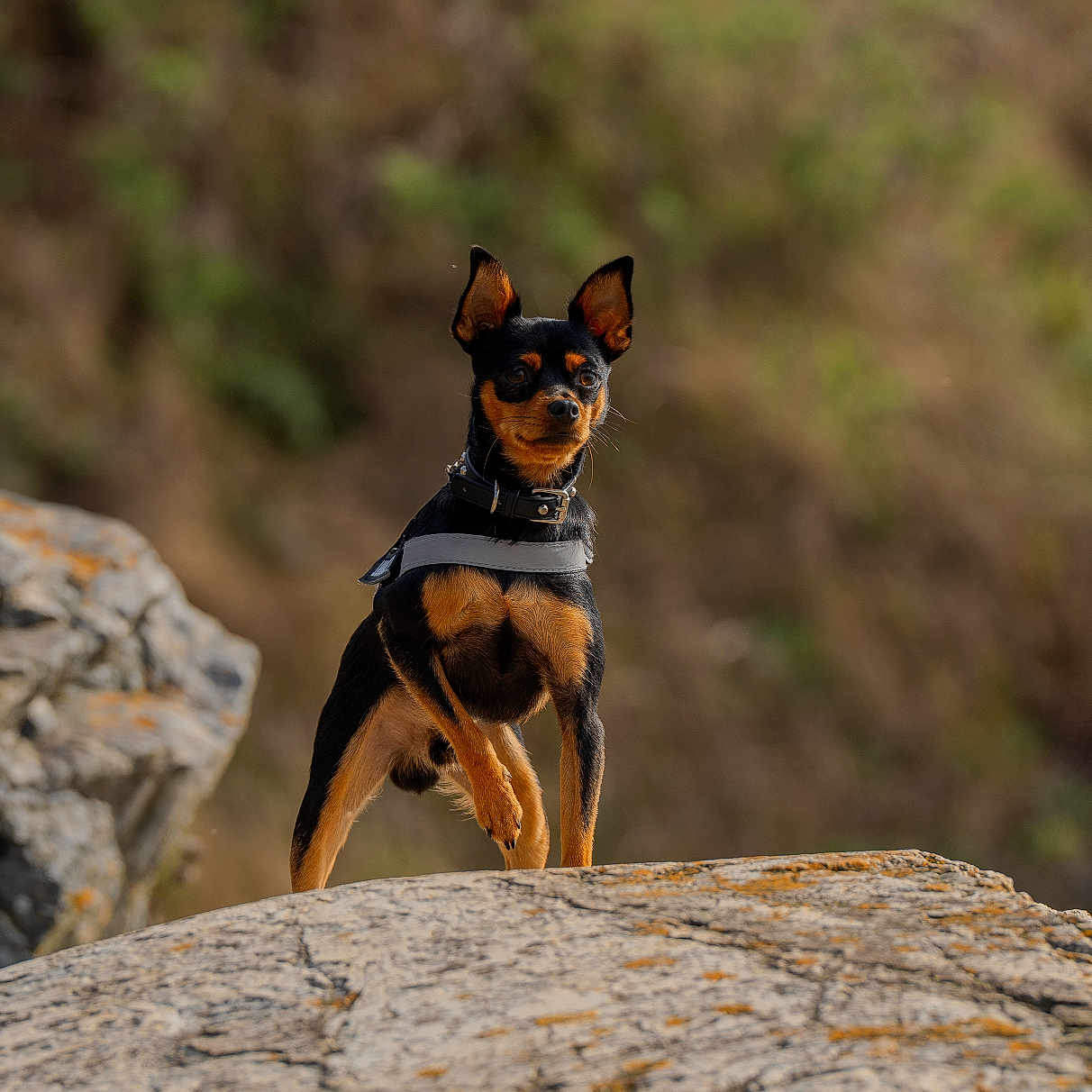 Roman is registered to the contest to win money with this photo: dog, outdoor, rock, nature, animal, pet, small_dog, black_and_tan, standing, confident, collar, wildlife, field, mammal, alert, fur, ears_up, daylight, scenic, landscape