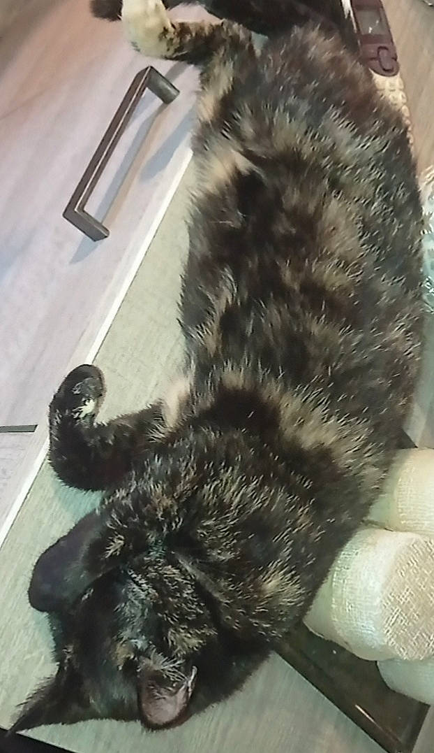 Maize participe au concours pour gagner de l'argent avec cette photo : carnivore, cat, claw, comfort, companion_dog, dog_breed, felidae, flooring, foot, fur, paw, small_to_medium_sized_cats, snout, sporting_group, tail, terrestrial_animal, whiskers