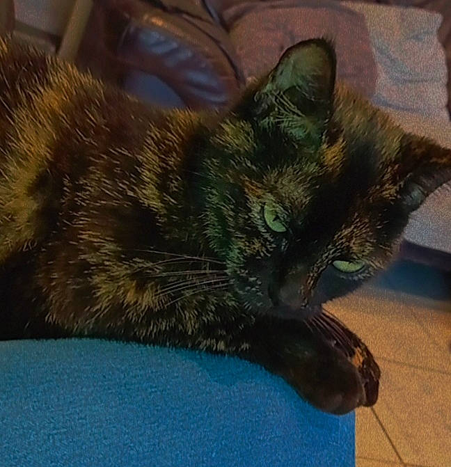 Maize participe au concours pour gagner de l'argent avec cette photo : black_cat, bombay, carnivore, cat, claw, domestic_short_haired_cat, eye, felidae, flooring, foot, fur, houseplant, human_leg, paw, small_to_medium_sized_cats, snout, tail, terrestrial_animal, whiskers, wildlife