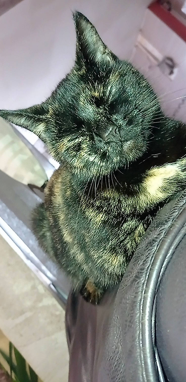 Maize a rejoint le concours — aidez-le/la à gagner de superbes lots ! black_cat, carnivore, cat, claw, comfort, domestic_short_haired_cat, eye, fashion_accessory, felidae, head, human_body, human_leg, iris, leg, paw, small_to_medium_sized_cats, snout, tail, terrestrial_animal, whiskers