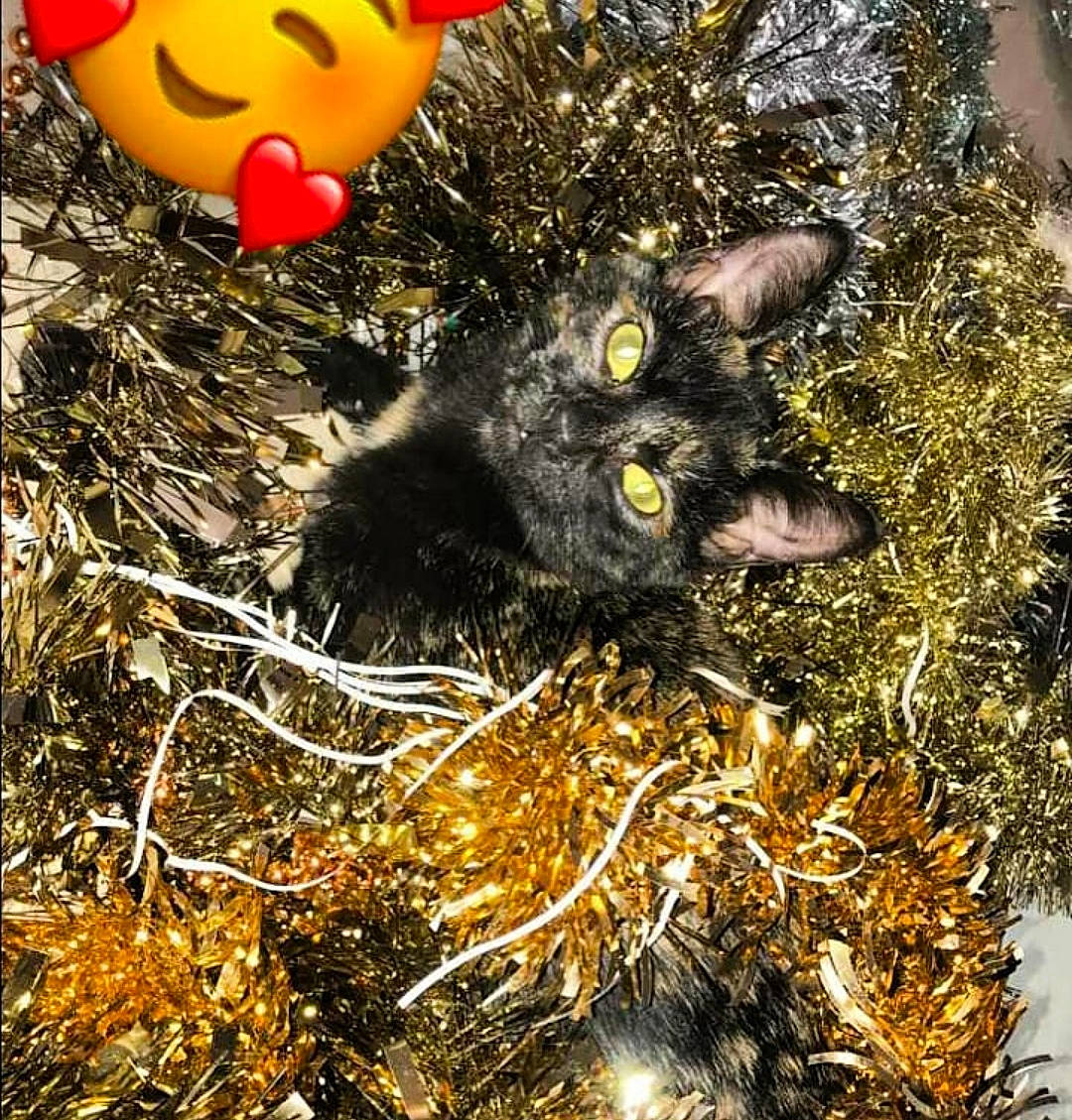 Maize a rejoint le concours — aidez-le/la à gagner de superbes lots ! carnivore, cat, dog_breed, emoticon, fawn, felidae, fur, grass, happy, organism, plant, small_to_medium_sized_cats, soil, stuffed_toy, tail, terrestrial_animal, toy, twig, vertebrate, whiskers