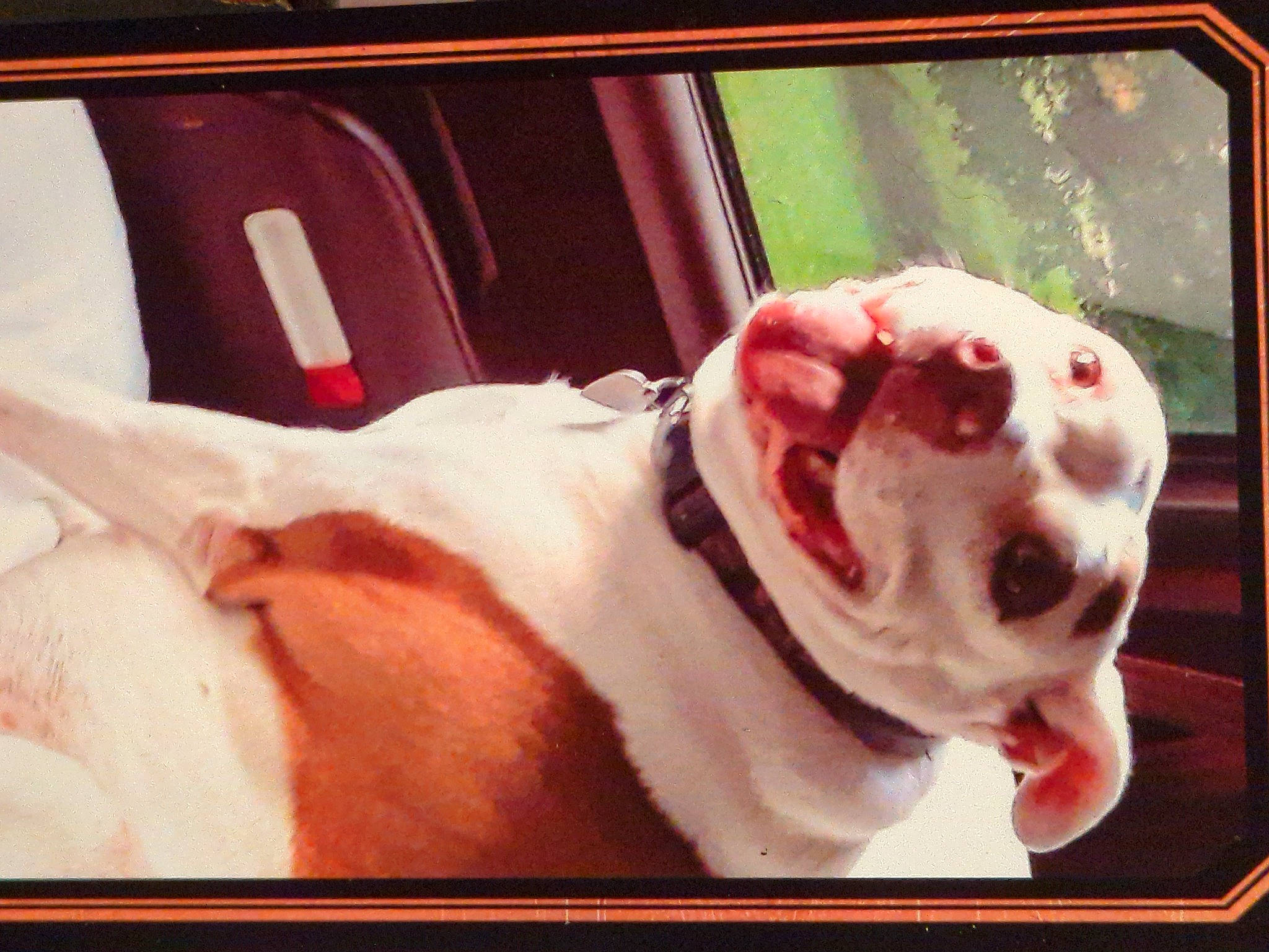 Abby joined the competition — help win amazing prizes! bulldog, canidae, carnivore, collar, companion_dog, dog, dog_breed, fawn, flesh, non_sporting_group, pet_supply, photo_caption, rectangle, snout, sporting_group, square, vehicle_door, whiskers, window, working_animal