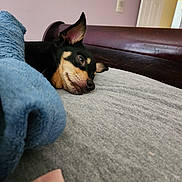 Scrappy is registered to the contest to win money with this photo: dog, bed, blanket, indoor, resting, sleepy, headboard, furniture, cozy, relaxed, animal, pet, black_and_tan, ears, snout, lying_down, soft_texture, wall, door, home