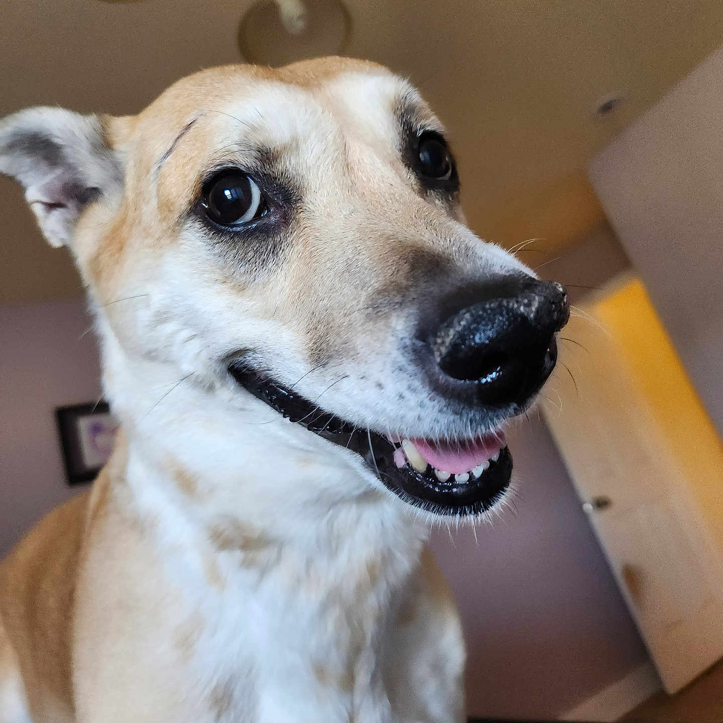 Janet joined the competition — help win amazing prizes! dog, canine, pet, smiling, close_up, indoors, ceiling_light, door, happy, fur, animal, companion, friendly, portrait, muzzle, ears, whiskers, tongue, house, domestic