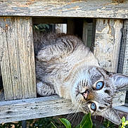 Brave is registered to the contest to win money with this photo: cat, blue_eyes, wood, rustic, outdoor, curious, pet, animal, feline, whiskers, nature, green_leaves, plant, closeup, texture, wooden_structure, playful, face, fur, daylight