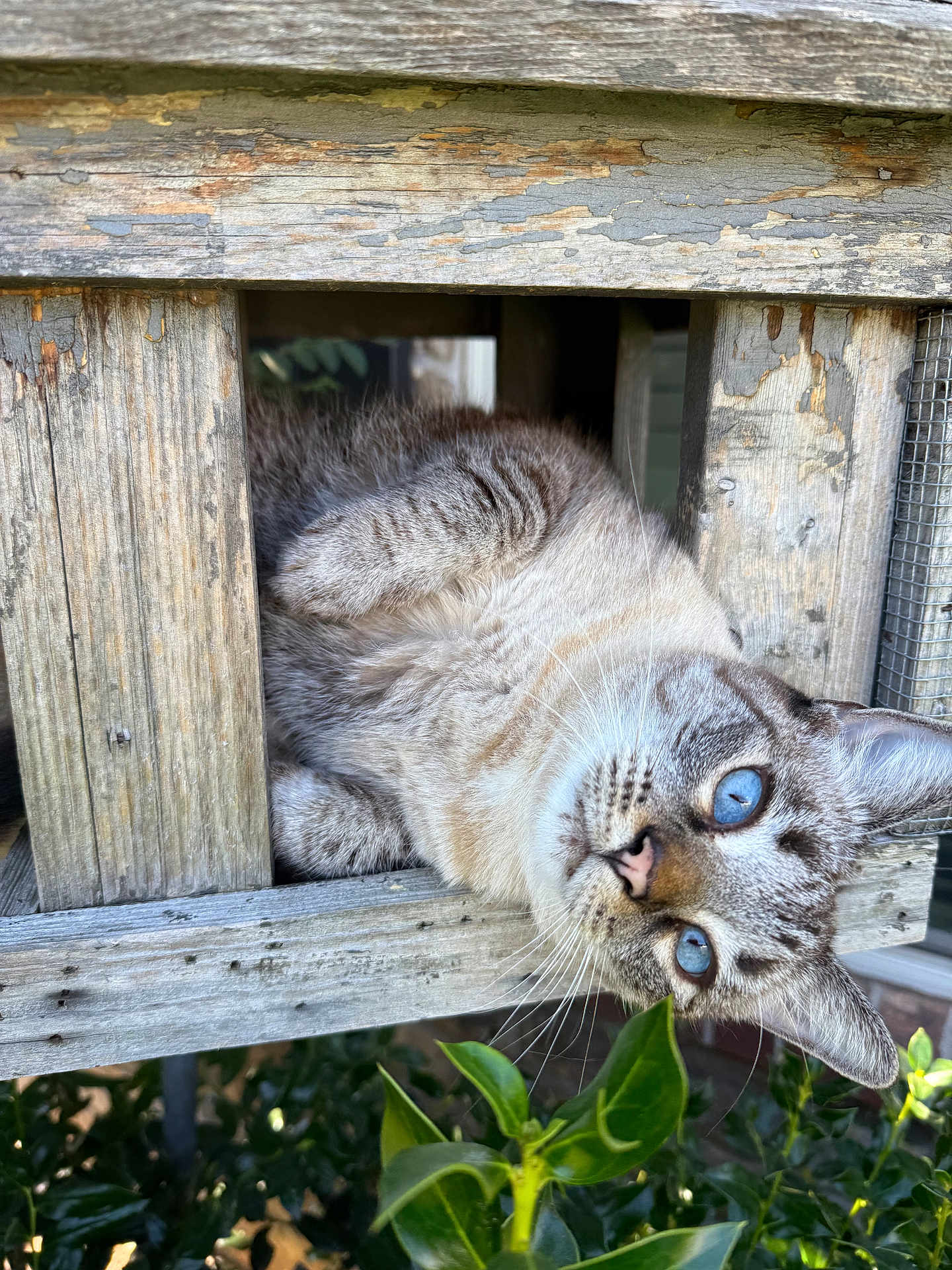 Brave is registered to the contest to win money with this photo: cat, blue_eyes, wood, rustic, outdoor, curious, pet, animal, feline, whiskers, nature, green_leaves, plant, closeup, texture, wooden_structure, playful, face, fur, daylight