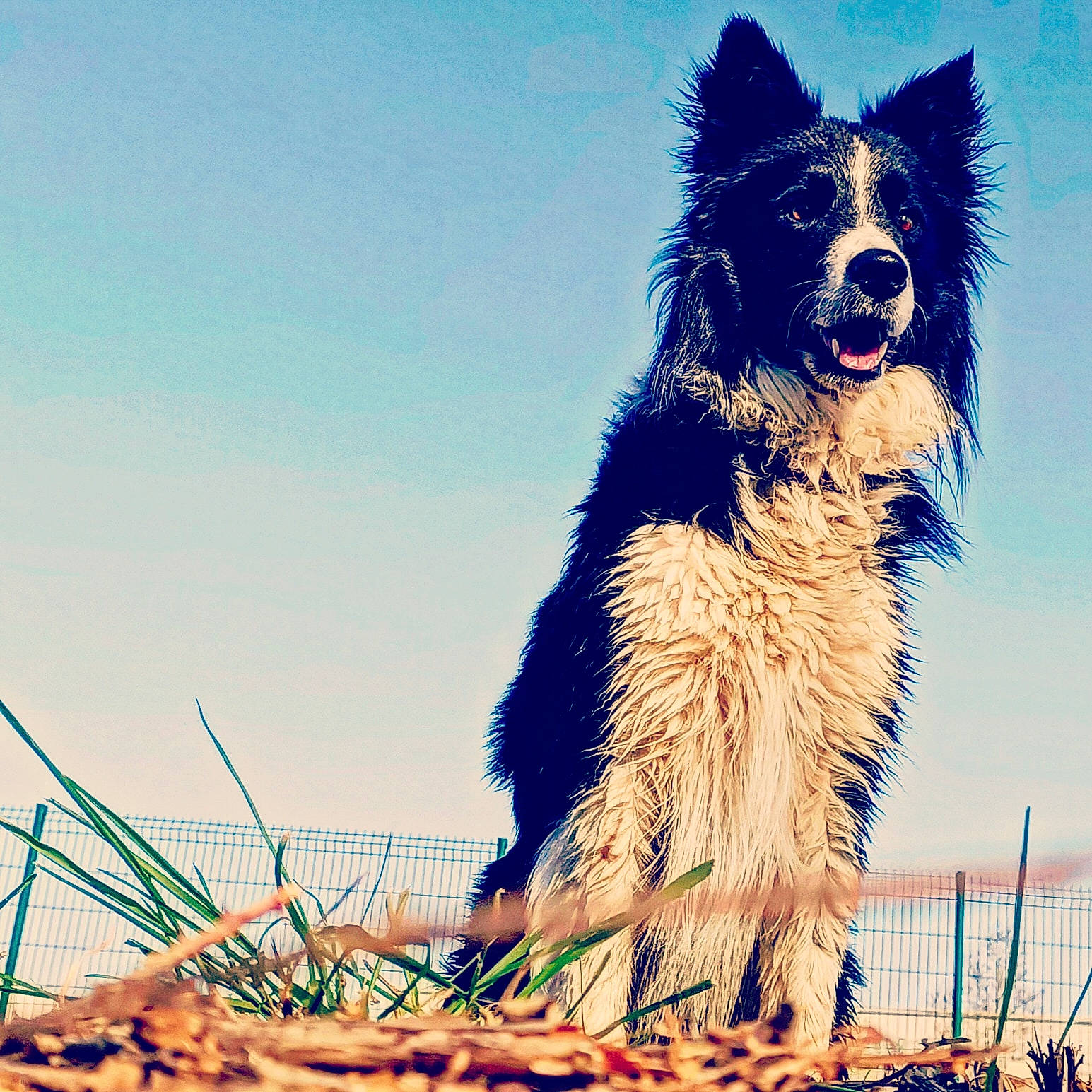 Pacco a rejoint le concours — aidez-le/la à gagner de superbes lots ! canidae, carnivore, companion_dog, dog, dog_breed, dog_collar, electric_blue, fun, fur, grass, happy, herding_dog, people_in_nature, sky, snout, sporting_group, stock_photography, walking, whiskers, working_dog