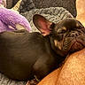 Whiskey joined the competition — help win amazing prizes! animal, blanket, cozy, cute, dog, ears, french_bulldog, fur, hairy_leg, human_leg, indoor, leg, pet, plush_toy, puppy, relaxed, resting, sleeping, snout, unicorn
