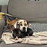 Whiskey joined the competition — help win amazing prizes! animal, black_dog, blanket, bone, brown_dog, companion, couch, cozy, cute, dog, ears, face, furniture, home, indoor, paw, pet, relaxing, resting, snuggle