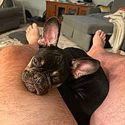 Whiskey is registered to the contest to win money with this photo: animal, carpet, casual, companion, couch, cozy, cute, dog, feet, french_bulldog, furniture, hairy_leg, indoor, leg, living_room, pet, puppy, relaxation, resting, sleepy