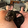 animal, carpet, casual, companion, couch, cozy, cute, dog, feet, french_bulldog, furniture, hairy_leg, indoor, leg, living_room, pet, puppy, relaxation, resting, sleepy