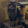 Furrnando joined the competition — help win amazing prizes! abyssinian, angora, animal, archaeology, armchair, blackcat, cat, chair, couch, crypt, egyptiancat, furniture, kitten, manx, pet, plywood, siamese, slate, wood
