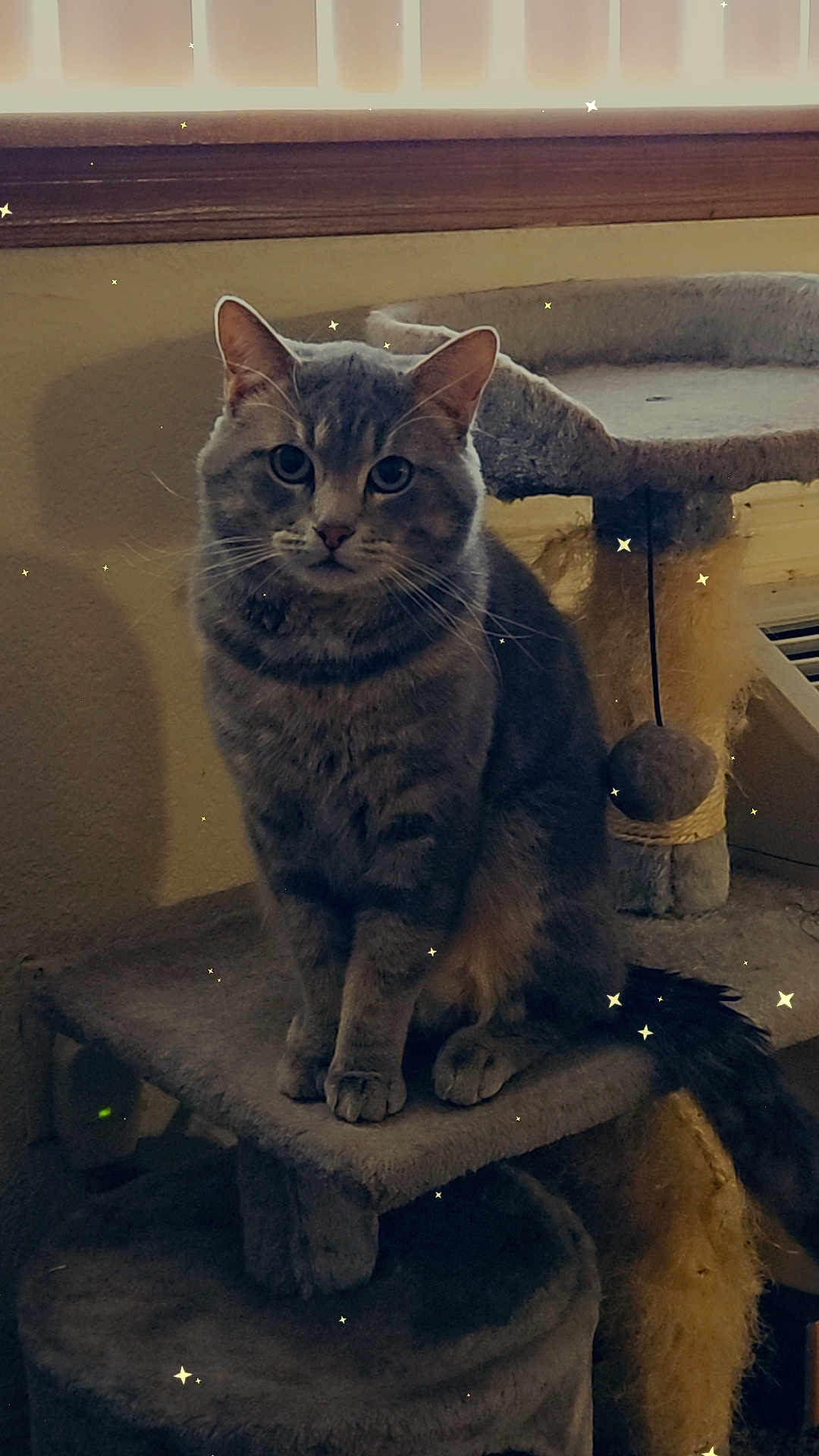 Furrnando joined the competition — help win amazing prizes! abyssinian, angora, animal, archaeology, armchair, blackcat, cat, chair, couch, crypt, egyptiancat, furniture, kitten, manx, pet, plywood, siamese, slate, wood