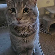 Furrnando is registered to the contest to win money with this photo: cat, tabby, indoor, pet, feline, sitting, chair, cushion, whiskers, ears, eyes, fur, home, carpet, window, cat_tree, curious, portrait, animal, cute
