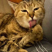 Kalia participe au concours pour gagner de l'argent avec cette photo : animal, cat, closeup, cozy, cute, ears, feline, fur, grooming, home, indoor, mammal, paw, pet, relaxed, resting, striped_blanket, tabby, tongue_out, whiskers
