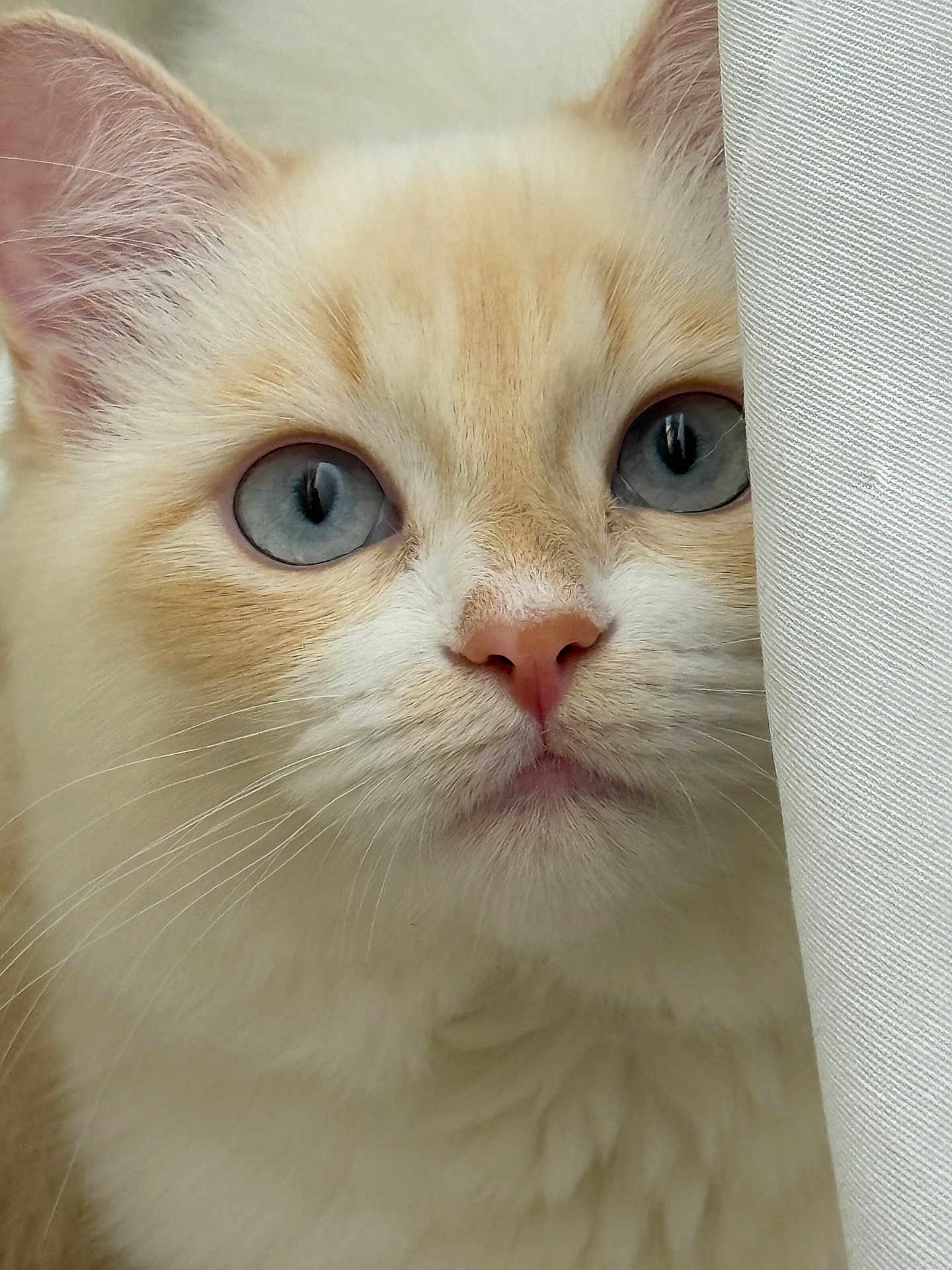 Clementine joined the competition — help win amazing prizes! cat, close_up, blue_eyes, fluffy, whiskers, curious, peeking, cream_colored, soft_fur, pet, feline, indoor, curtain, texture, portrait, animal, cute, domestic_cat, face, nose