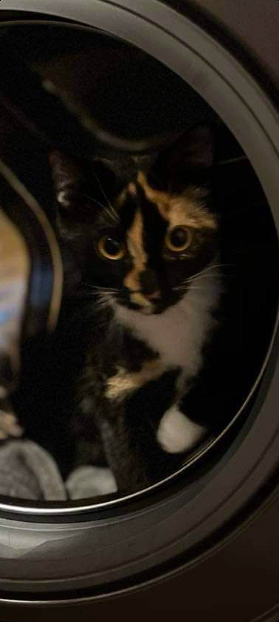 Ella a rejoint le concours — aidez-le/la à gagner de superbes lots ! automotive_tire, carnivore, cat, cat_supply, circle, domestic_short_haired_cat, door, felidae, fender, fur, iris, pet_supply, rim, small_to_medium_sized_cats, snout, tints_and_shades, tire, tire_care, whiskers, window