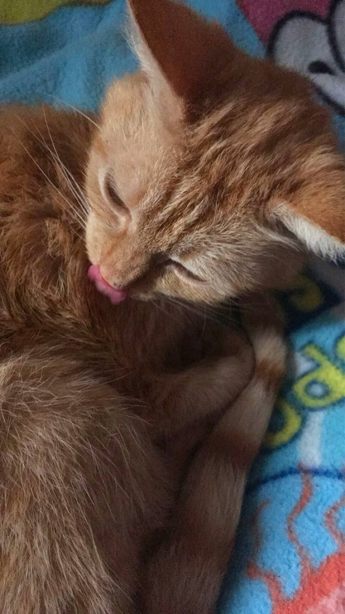 Noisette a rejoint le concours — aidez-le/la à gagner de superbes lots ! carnivore, cat, claw, comfort, domestic_short_haired_cat, ear, felidae, fur, liver, nap, paw, small_to_medium_sized_cats, snout, tail, terrestrial_animal, whiskers