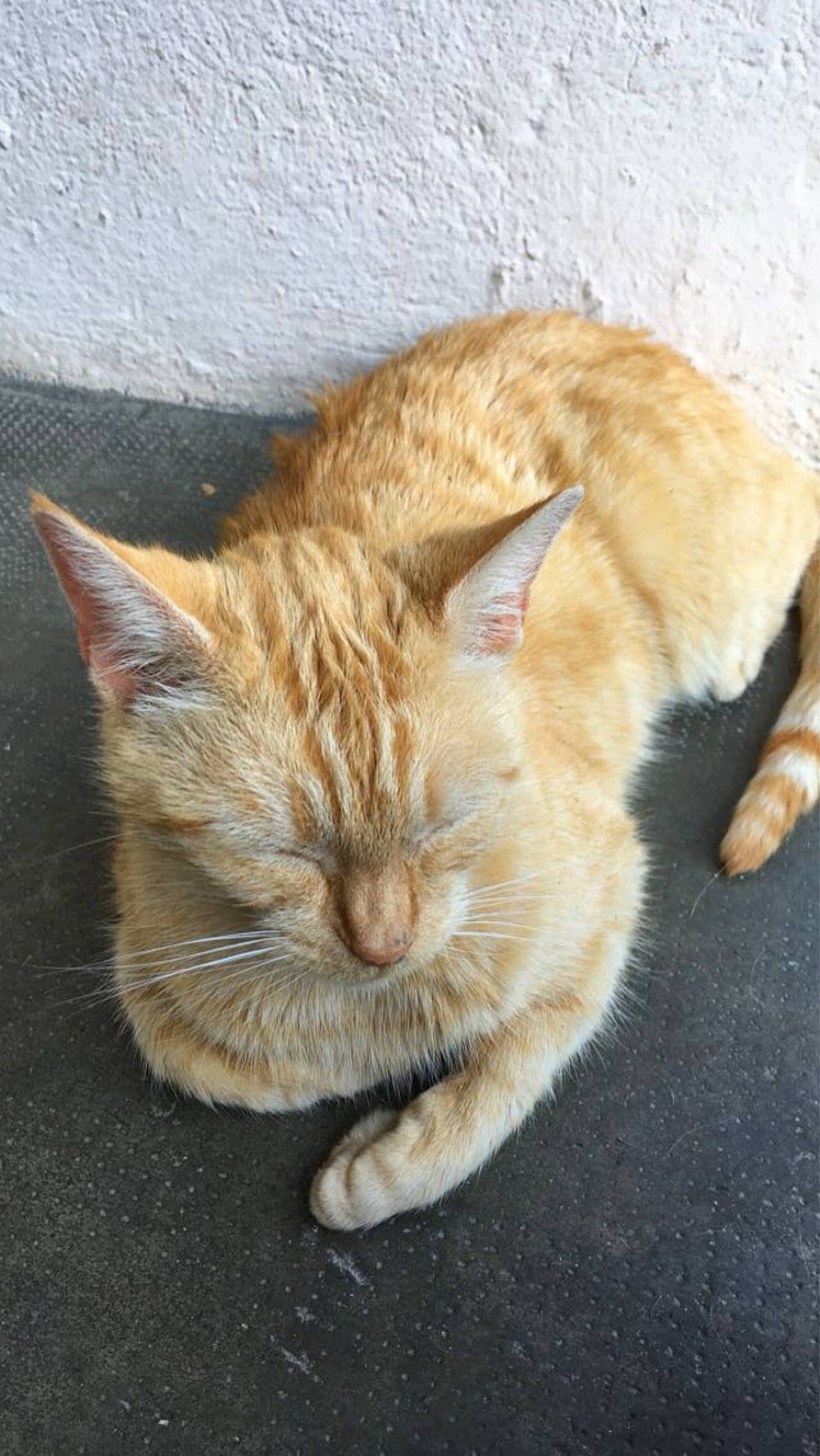 Noisette participe au concours pour gagner de l'argent avec cette photo : carnivore, cat, claw, domestic_short_haired_cat, felidae, fur, nap, paw, small_to_medium_sized_cats, tail, terrestrial_animal, whiskers, wildlife, window