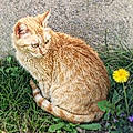 Cybelia Frederich