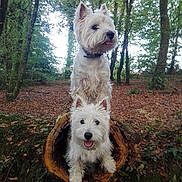 Philippe Fabre a rejoint le concours — aidez-le/la à gagner de superbes lots ! dog, westie, west_highland_white_terrier, forest, trees, log, nature, outdoor, autumn, leaves, pets, canine, animal, two_dogs, happy, tongue_out, woodland, cute, playful, fur