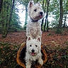dog, westie, west_highland_white_terrier, forest, trees, log, nature, outdoor, autumn, leaves, pets, canine, animal, two_dogs, happy, tongue_out, woodland, cute, playful, fur