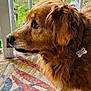 closeup, collar, dog, domestic_animal, flower, fur, golden_retriever, grass, nose, outdoor, paw, pet, porch, porch_railing, profile, rug, statue, tag, thoughtful, whiskers
