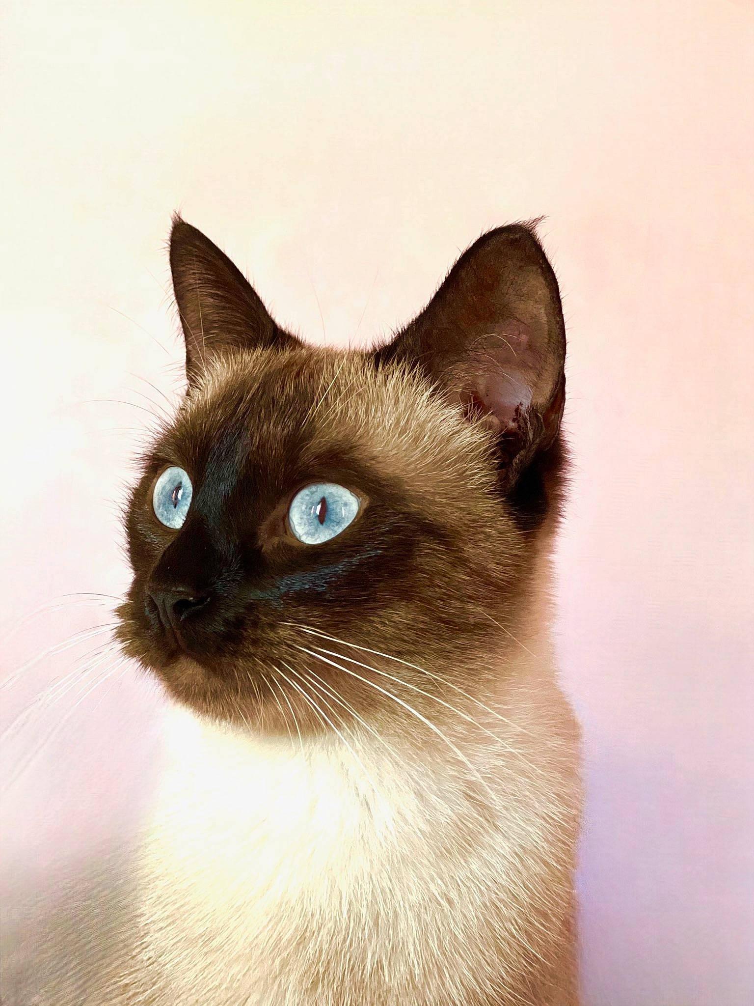 Boun a rejoint le concours — aidez-le/la à gagner de superbes lots ! carnivore, cat, fawn, felidae, fur, iris, siamese, small_to_medium_sized_cats, snout, terrestrial_animal, whiskers