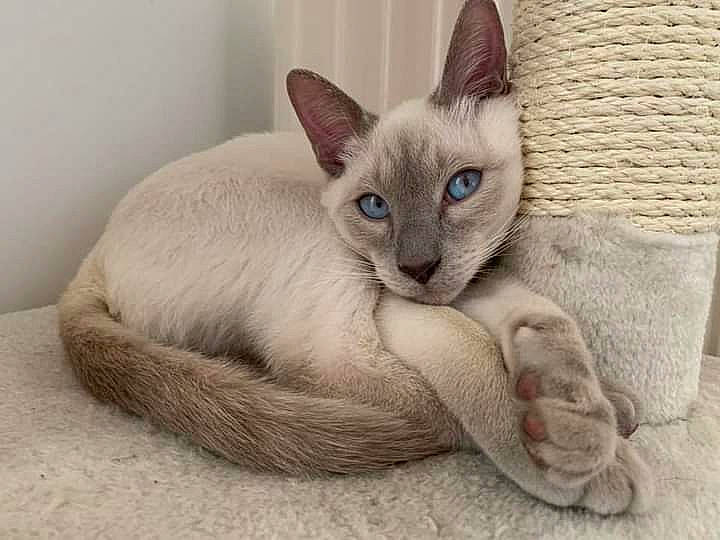 Tiago participe au concours pour gagner de l'argent avec cette photo : carnivore, cat, cat_supply, comfort, domestic_short_haired_cat, ear, fawn, felidae, fur, grey, mammal, paw, siamese, small_to_medium_sized_cats, snout, tail, terrestrial_animal, vertebrate, whiskers, window