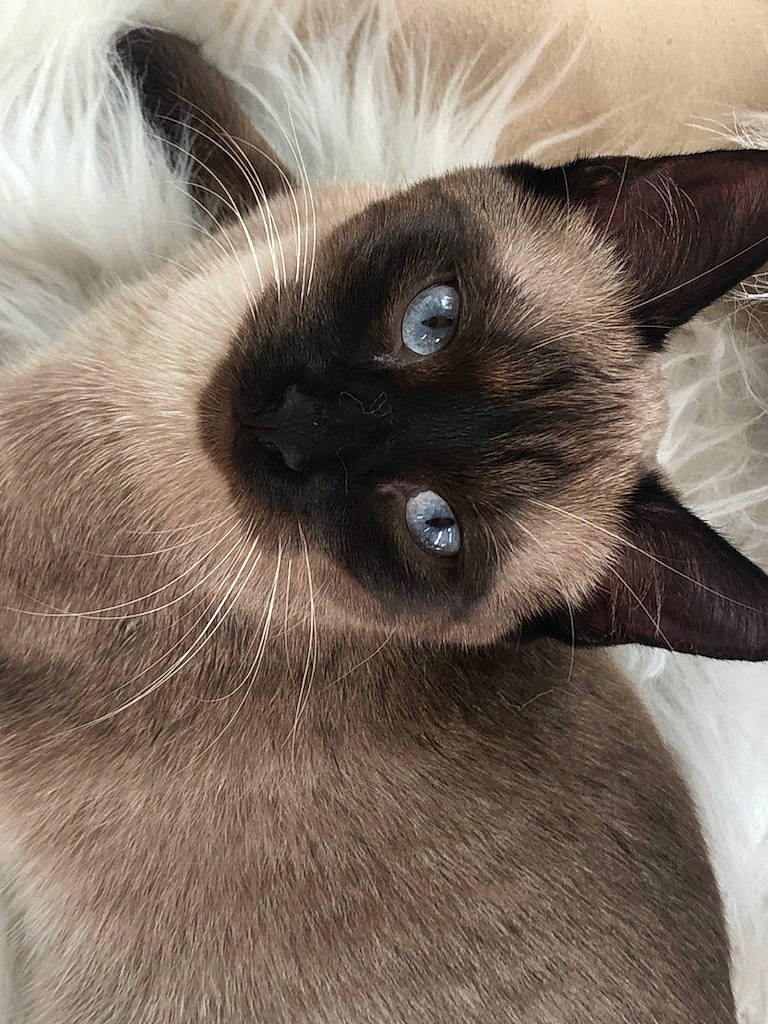 Bounty participe au concours pour gagner de l'argent avec cette photo : balinese, birman, carnivore, cat, fawn, felidae, fur, siamese, small_to_medium_sized_cats, snout, terrestrial_animal, thai, tonkinese, whiskers