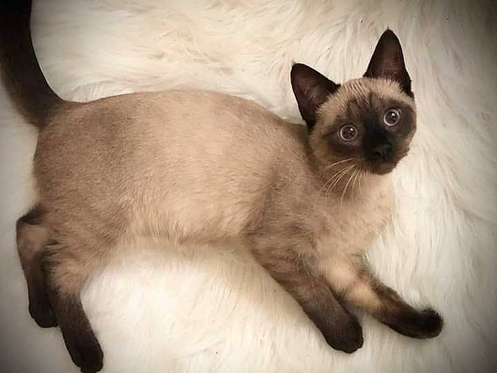 Bounty participe au concours pour gagner de l'argent avec cette photo : carnivore, cat, fawn, felidae, fur, iris, paw, siamese, small_to_medium_sized_cats, snout, tail, terrestrial_animal, whiskers