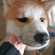 Nami a rejoint le concours — aidez-le/la à gagner de superbes lots ! animal, black_nose, blurry, brown, canine, close_up, dog, domestic_animal, ears, face, floor, furry, gentle_touch, hand, indoor, nose, pet, soft_fur, tile_floor, white