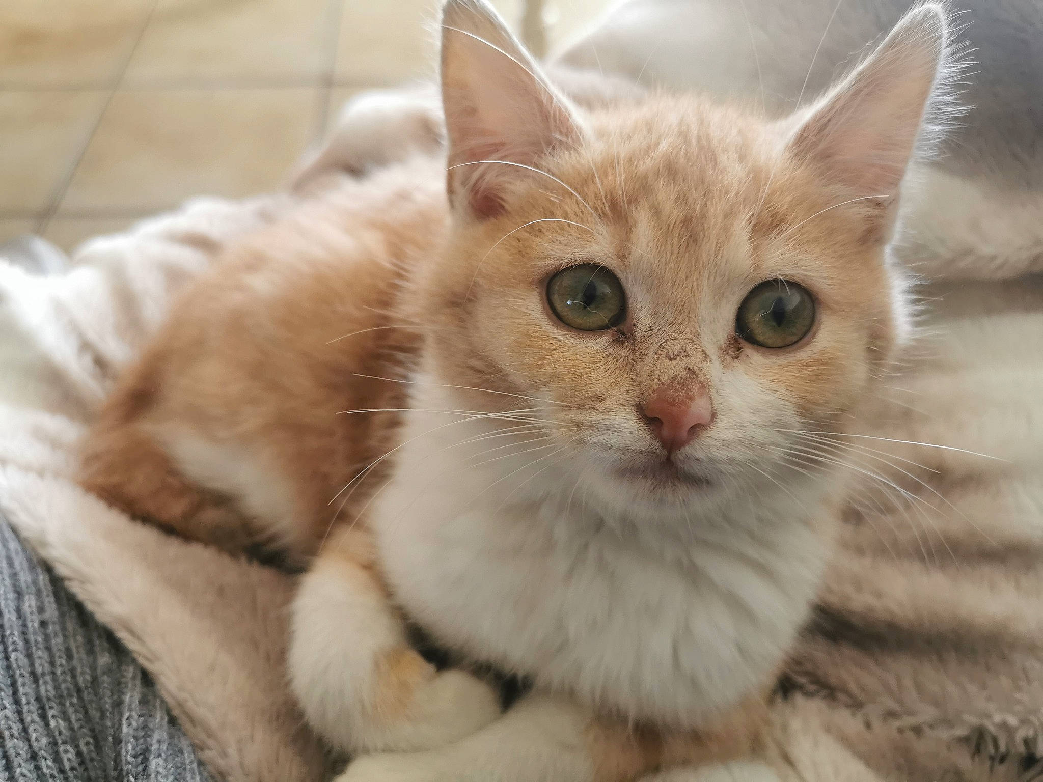 Kenji participe au concours pour gagner de l'argent avec cette photo : carnivore, cat, cat_furniture, claw, domestic_short_haired_cat, fang, fawn, felidae, fur, paw, small_to_medium_sized_cats, snout, tail, terrestrial_animal, whiskers, window