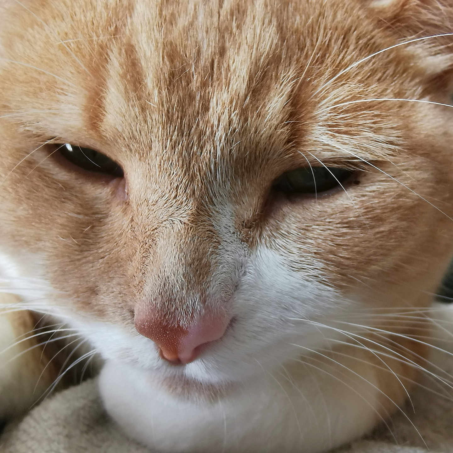 Kenji