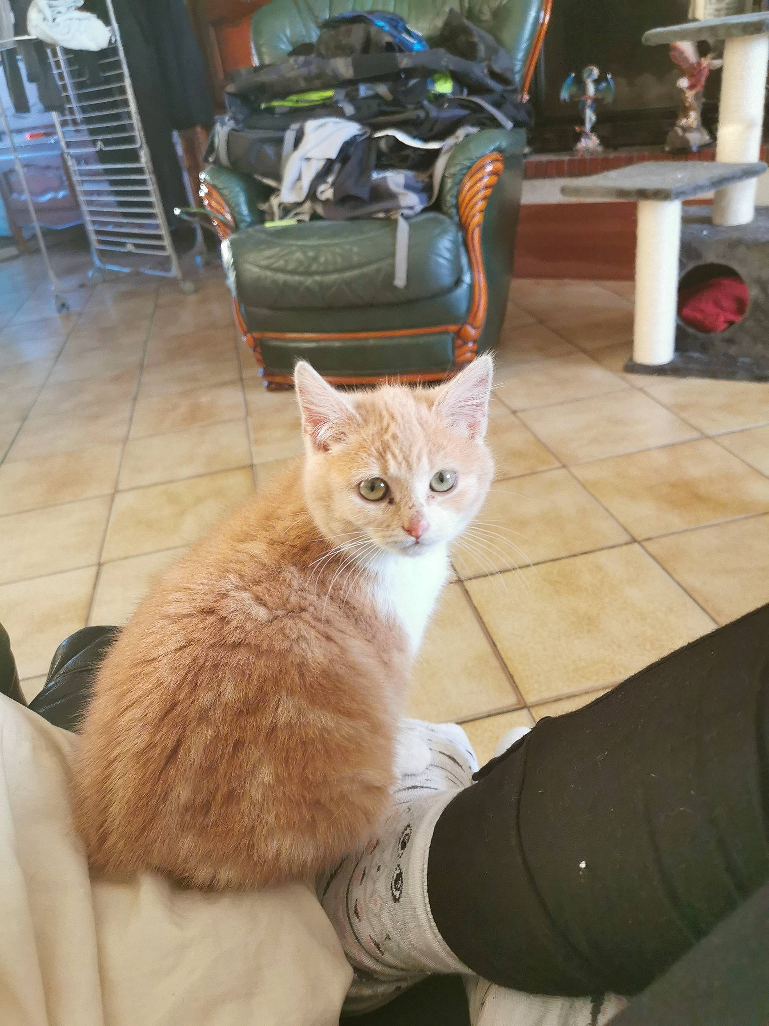 Kenji participe au concours pour gagner de l'argent avec cette photo : carnivore, cat, chair, claw, comfort, domestic_short_haired_cat, fawn, felidae, floor, flooring, fur, hardwood, human_leg, lap, paw, small_to_medium_sized_cats, tail, whiskers, window, wood