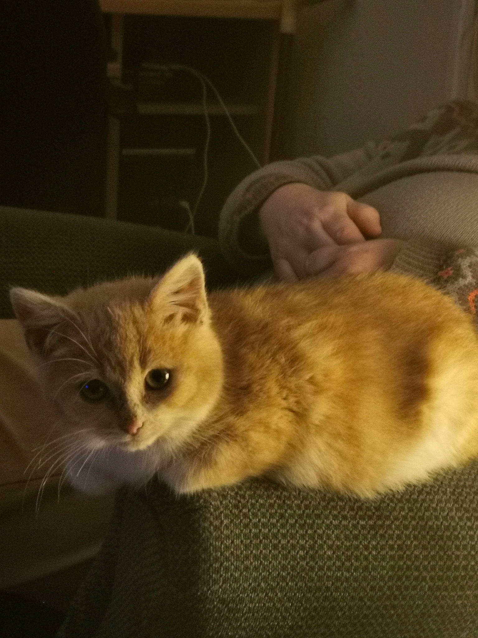 Kenji a rejoint le concours — aidez-le/la à gagner de superbes lots ! box, cardboard, carnivore, cat, claw, comfort, domestic_short_haired_cat, eye, fawn, felidae, fur, lap, paw, small_to_medium_sized_cats, snout, tail, whiskers, wood