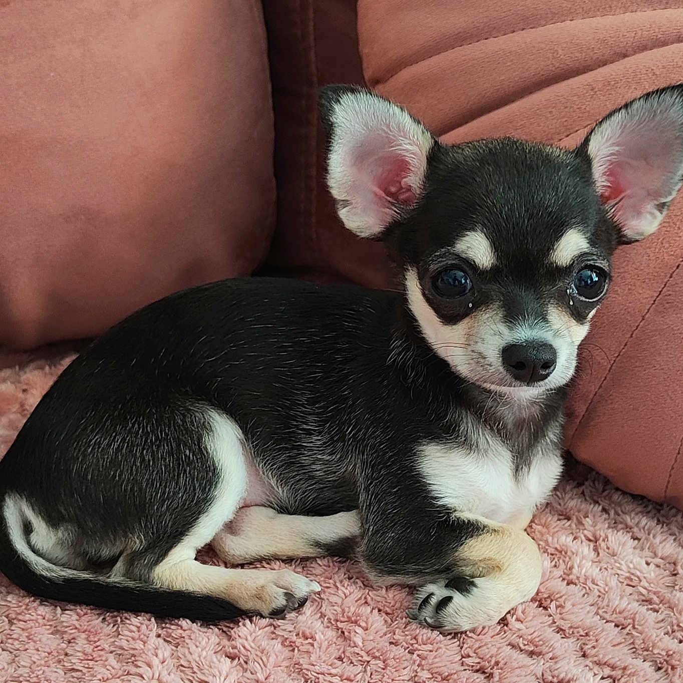 Anna participe au concours pour gagner de l'argent avec cette photo : animal, black_and_white, blanket, chihuahua, companion, cozy, cushion, cute, dog, ears, fur, indoor, lying_down, pet, pink, portrait, puppy, resting, small_dog, young