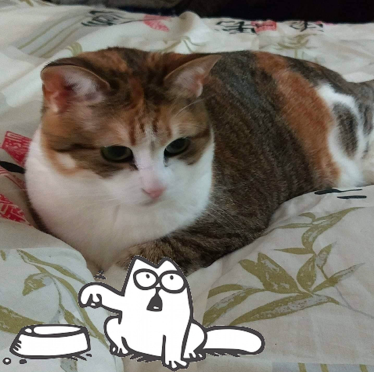 Chipie participe au concours pour gagner de l'argent avec cette photo : aegean_cat, american_wirehair, asian, carnivore, cat, domestic_short_haired_cat, european_shorthair, felidae, kitten, mammal, small_to_medium_sized_cats, snout, tail, whiskers