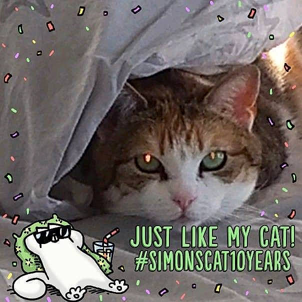 Chipie a rejoint le concours — aidez-le/la à gagner de superbes lots ! asian, carnivore, cat, domestic_short_haired_cat, european_shorthair, felidae, illustration, kitten, organism, photo_caption, photography, small_to_medium_sized_cats, snout, whiskers