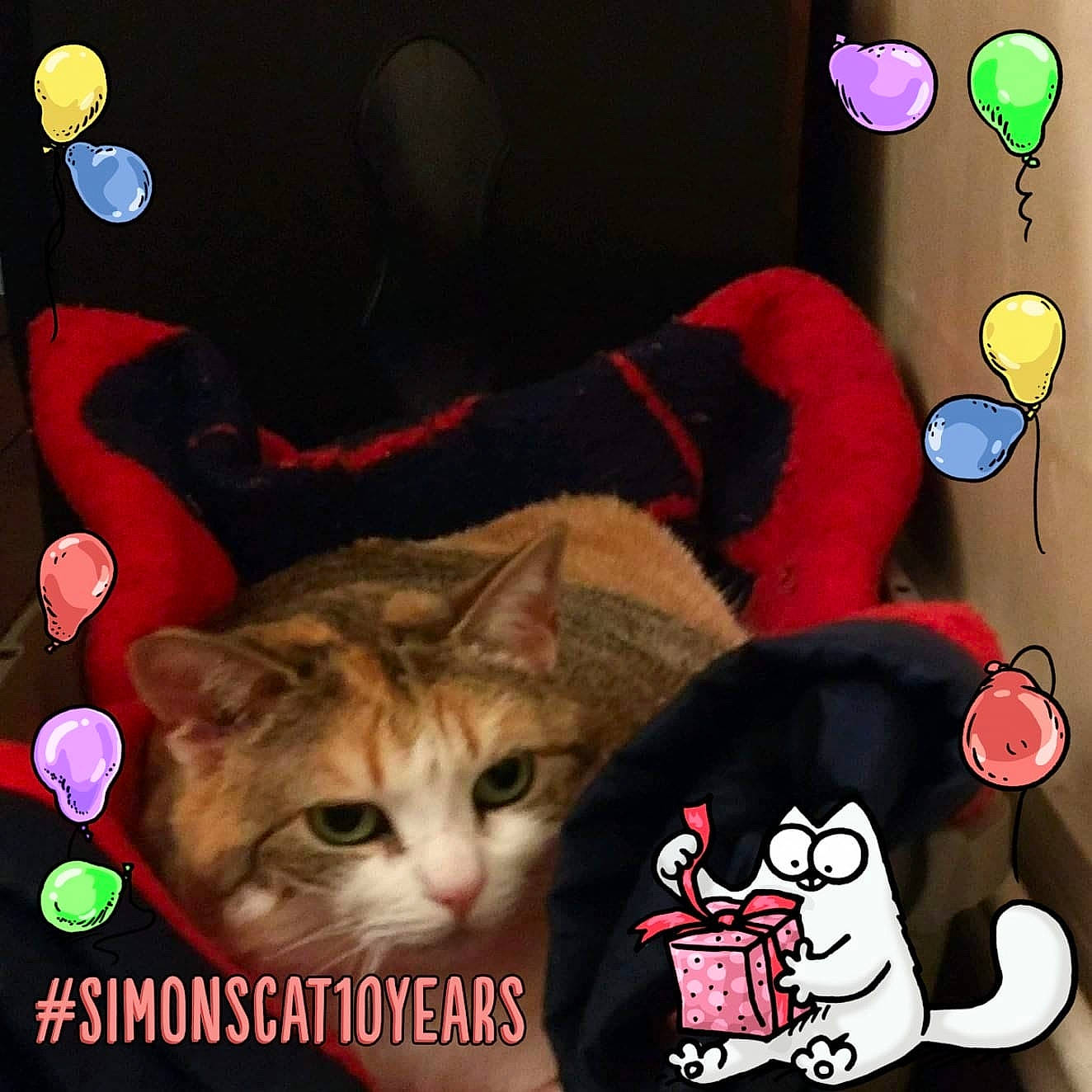 Chipie a rejoint le concours — aidez-le/la à gagner de superbes lots ! asian, carnivore, cat, ear, felidae, kitten, love, paw, photo_caption, photography, play, small_to_medium_sized_cats, valentines_day, whiskers