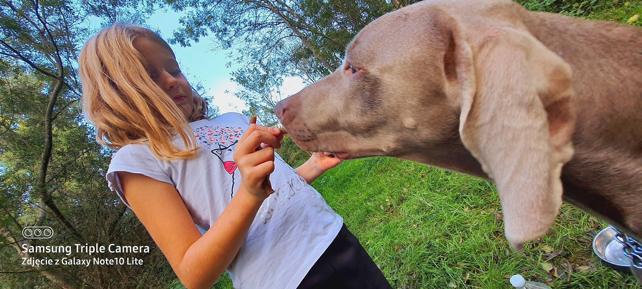 Szafir participe au concours pour gagner de l'argent avec cette photo : canidae, carnivore, chesapeake_bay_retriever, dog, dog_breed, ear, fawn, hunting_dog, labrador_retriever, pointer, pointing_breed, snout, sporting_group, vizsla, weimaraner