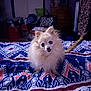 Tequila is registered to the contest to win money with this photo: dog, fluffy, bedspread, indoor, furniture, room, pet, small_dog, white_dog, patterned_bedspread, chair, dresser, clutter, indoor_lighting, animal, cute, companion, domestic, household, portrait