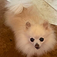 Tequila is registered to the contest to win money with this photo: dog, pom, pomeranian, fluffy, pet, animal, indoor, floor, brown_floor, beige_floor, cute, small_dog, fur, ears, nose, face, looking_up, domestic_animal, companion, canine