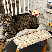 Bibicha participe au concours pour gagner de l'argent avec cette photo : cat, tabby, chair, cushion, indoor, pet, feline, paw, relaxed, fur, striped, domestic, animal, kitchen, table, decor, household, resting, comfort, furniture